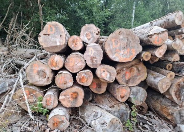 Bois de chauffage – sapin
