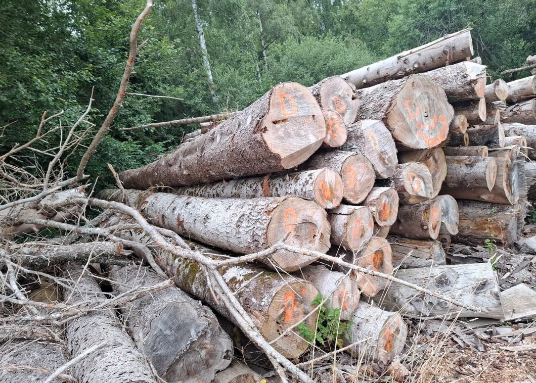 Bois de chauffage – sapin – Image 2