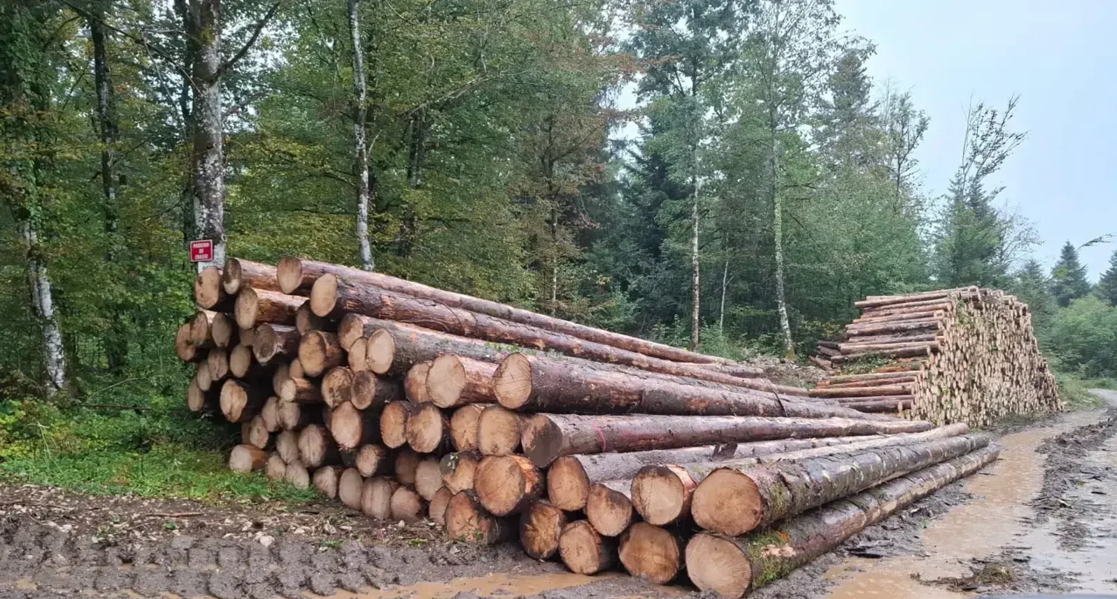Bois de grume – Épicéa