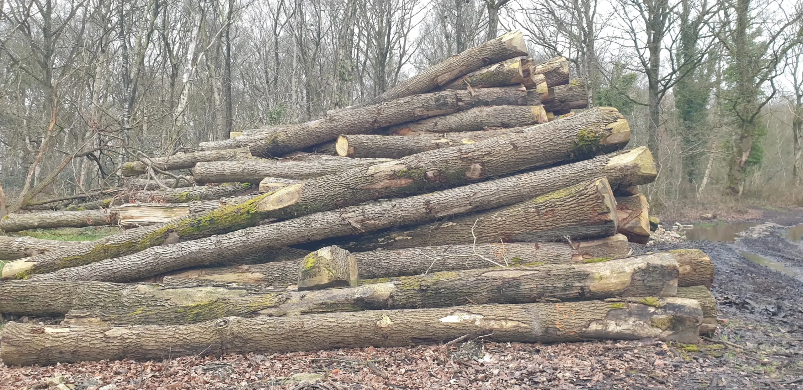 Bois de grume – chêne