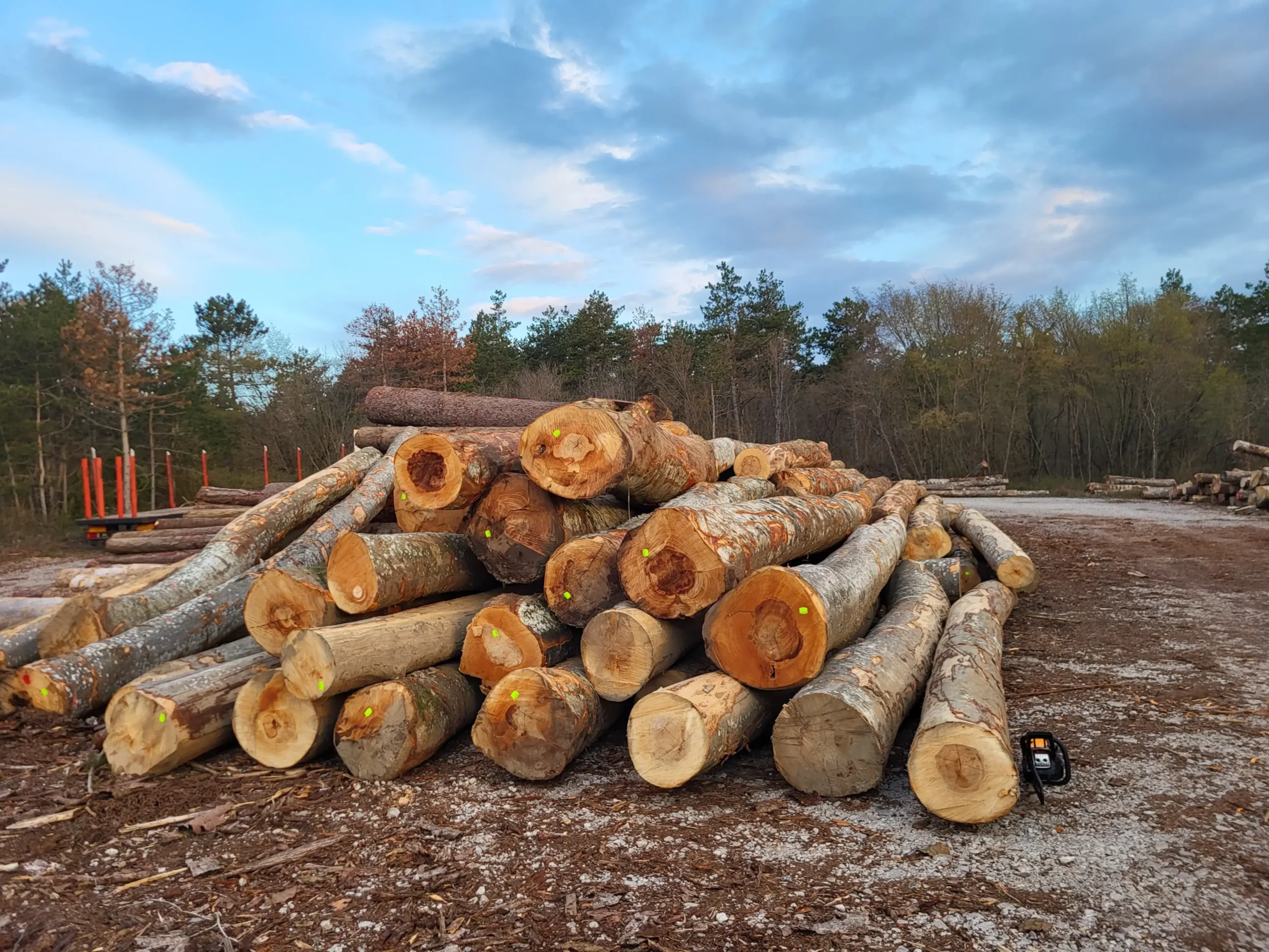 Bois de grume – Hêtre